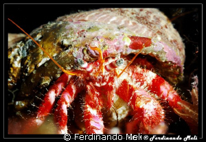 Dardanus arrosor by Ferdinando Meli 